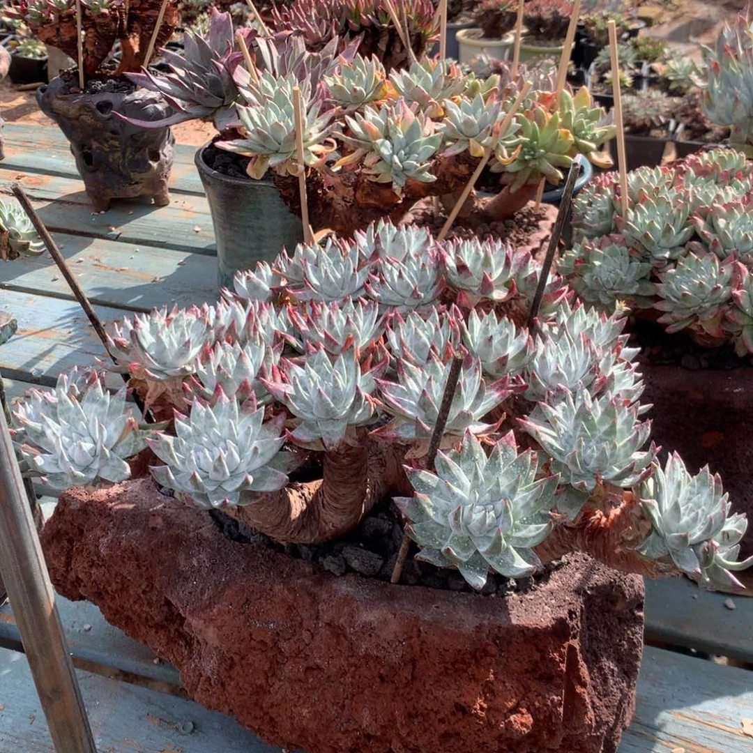 黑*白雪杂法瑞，2月8日发货多肉