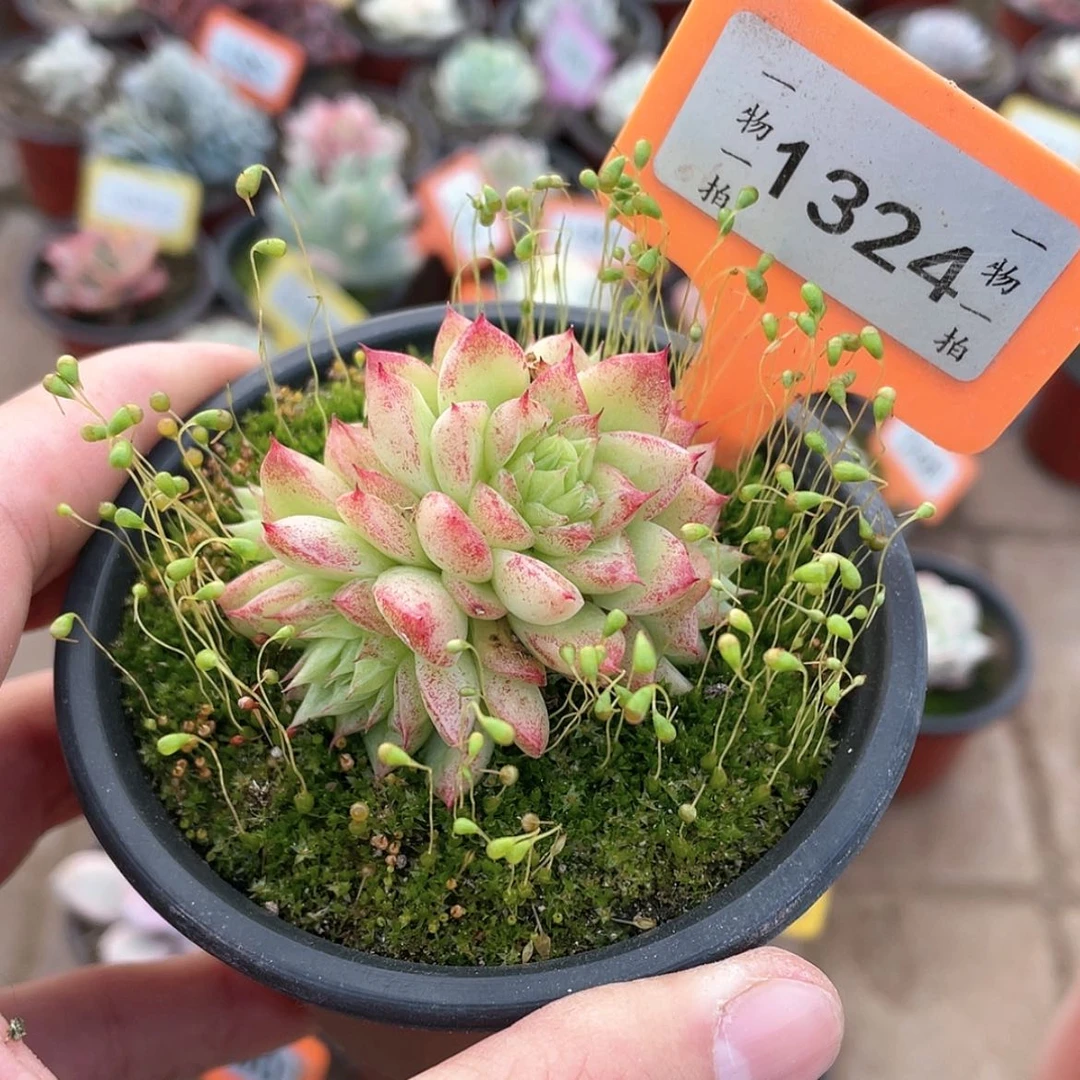 【闪购商品】1324号