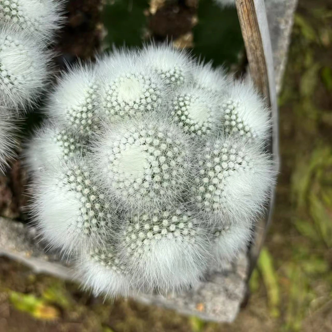 【嫁接白小丁大群】仙人球绿植盆栽