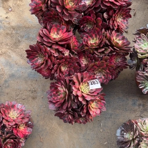 独**然283烟花多肉5颗，