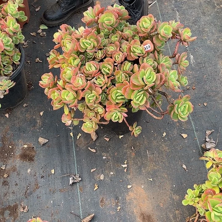 惠*358 火焰玫瑰 一物一拍多肉