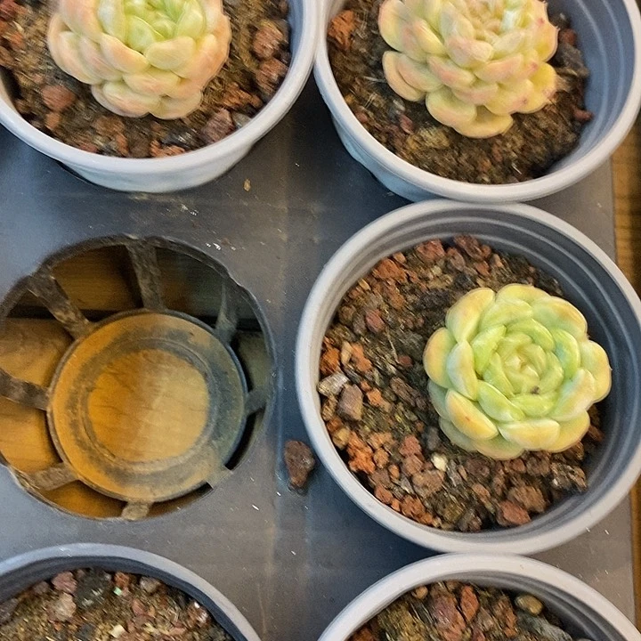 白恋福利多多去拍