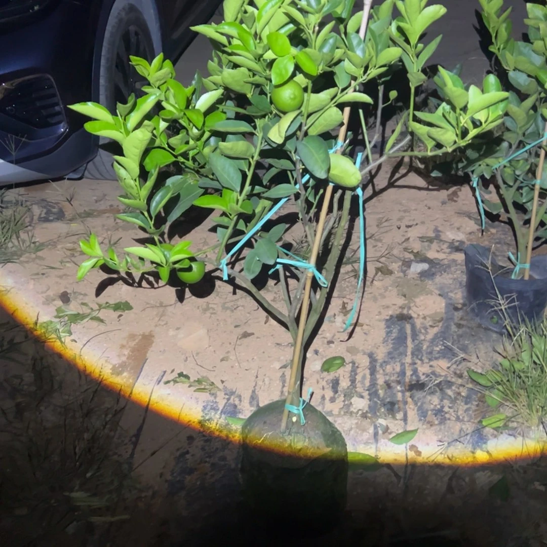 完全开放绿植盆栽植物