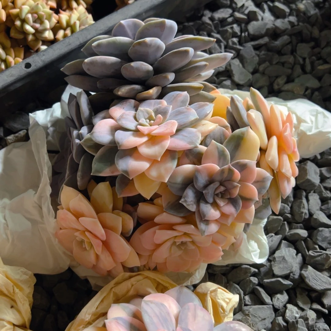 春暖11111111111111111