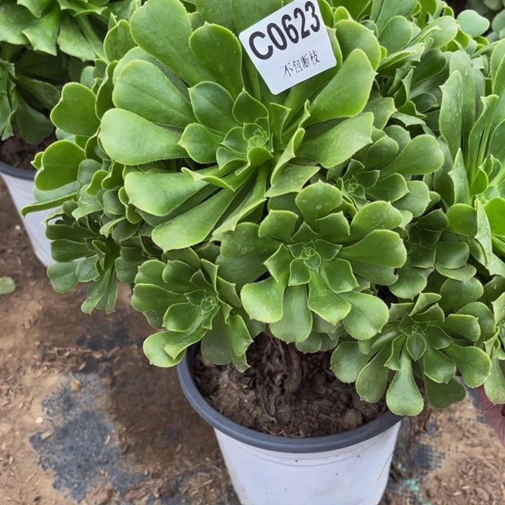 623 多肉法师不包断枝