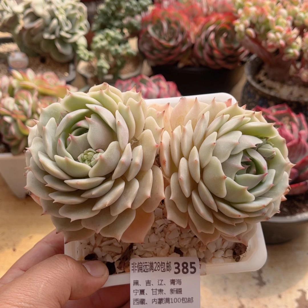 【闪购商品】385露娜连