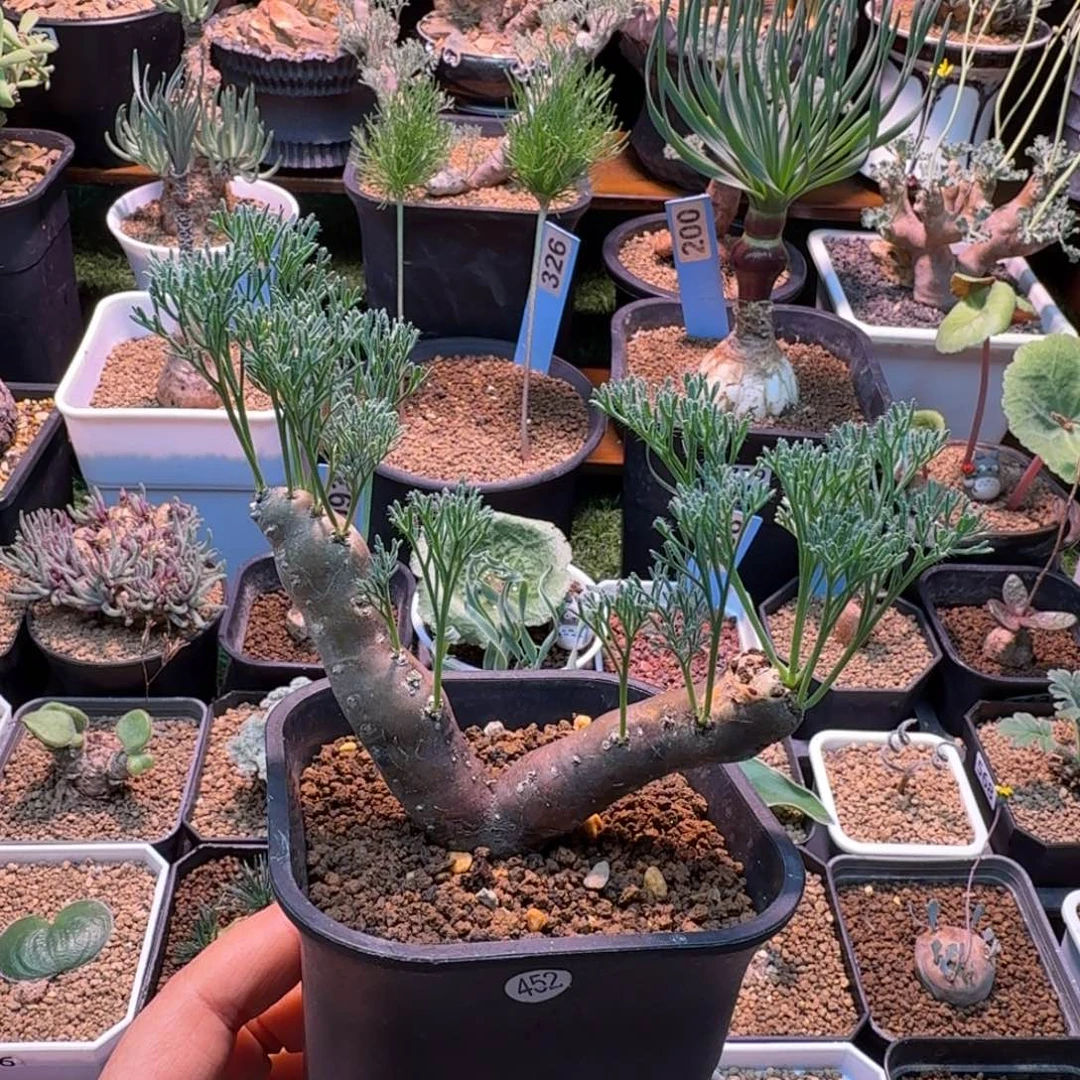 楸***～黑皮月界452 仙人球