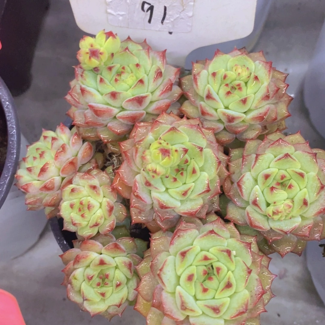 开心多肉，首播福利3