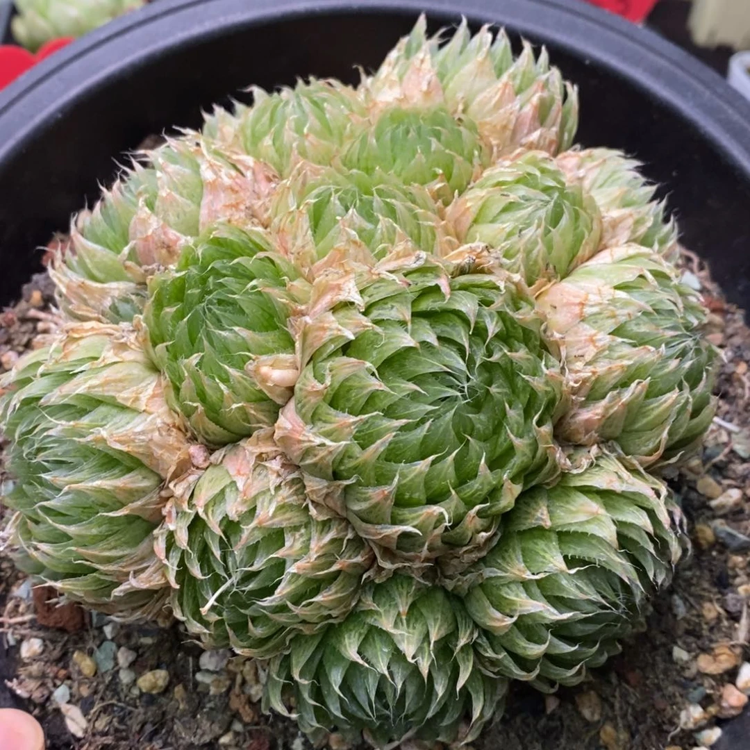 精品多肉一物一拍不包整8