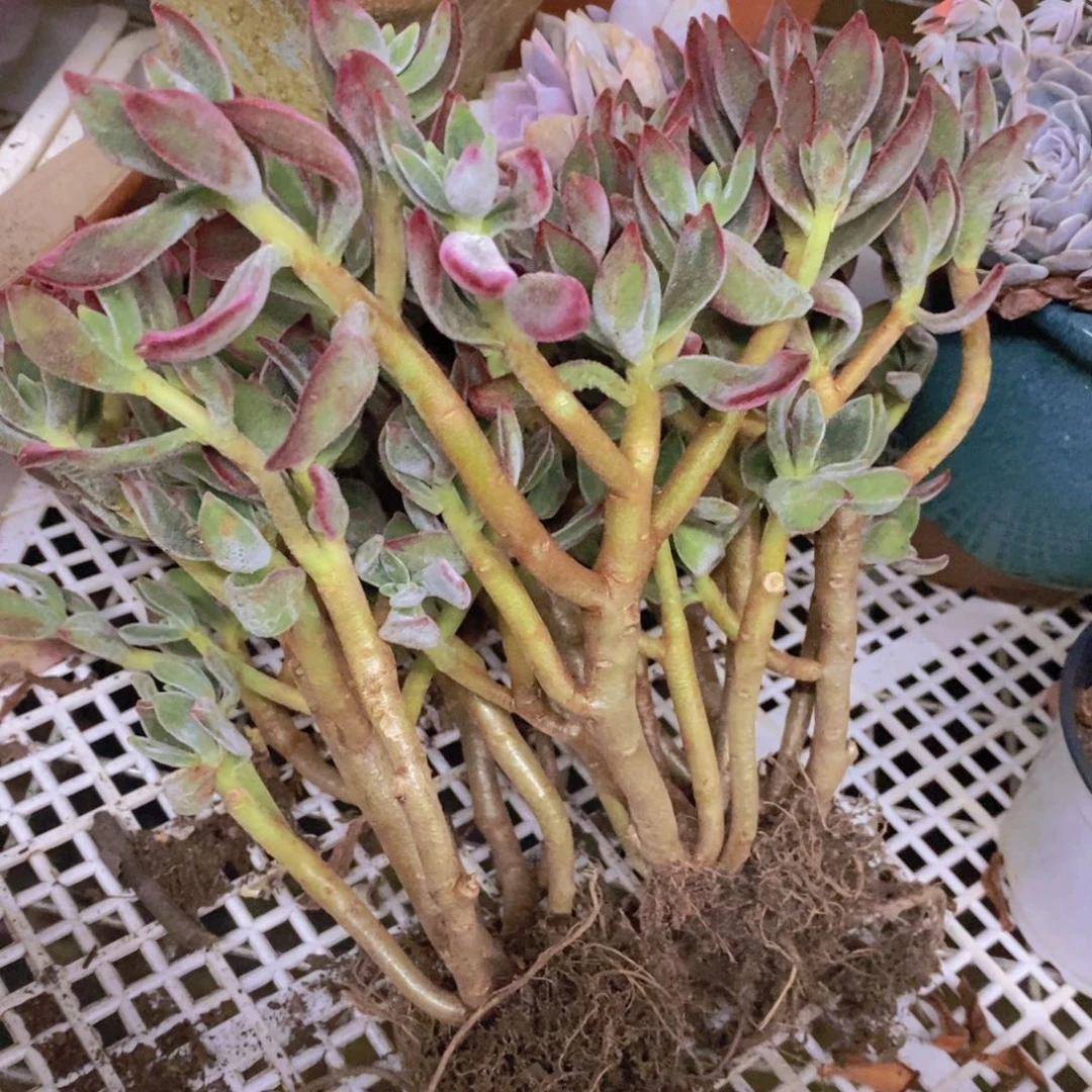 红兔耳整桩整群两盆