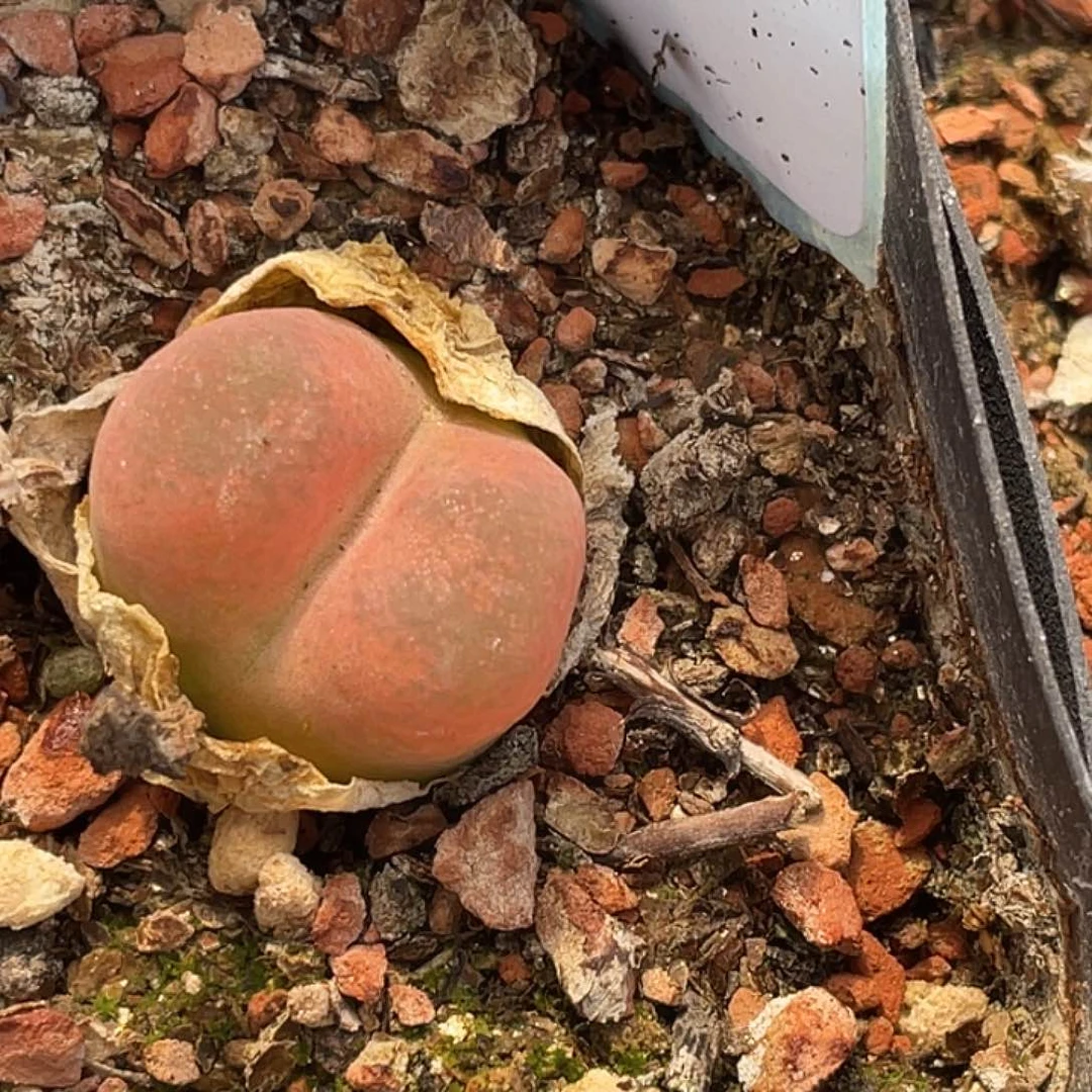 3-125毛毛多肉植物