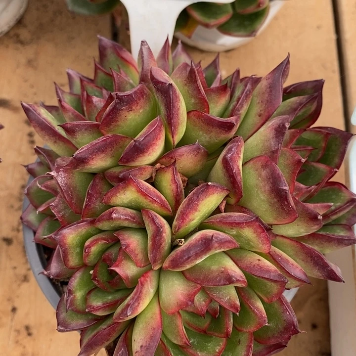 D262- 一物一拍 红茶捧花