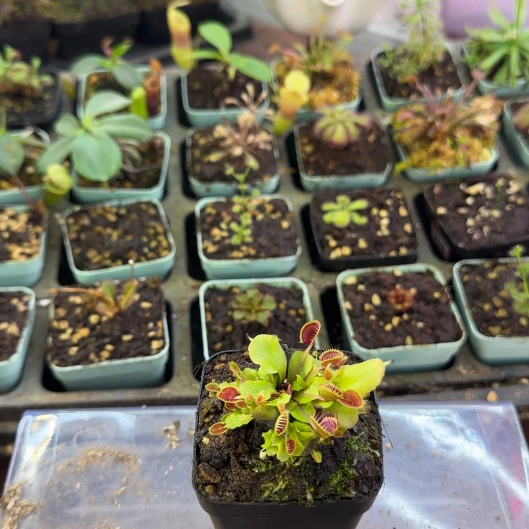 小***薯完全开放杯夹捕蝇草
