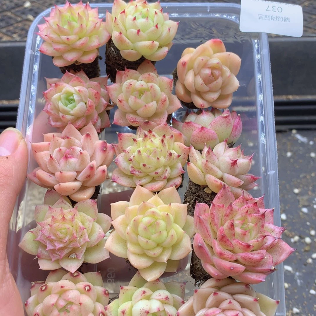 反反复复的感觉真037