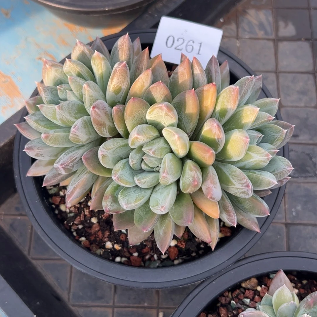 F***a0261多肉多多多多