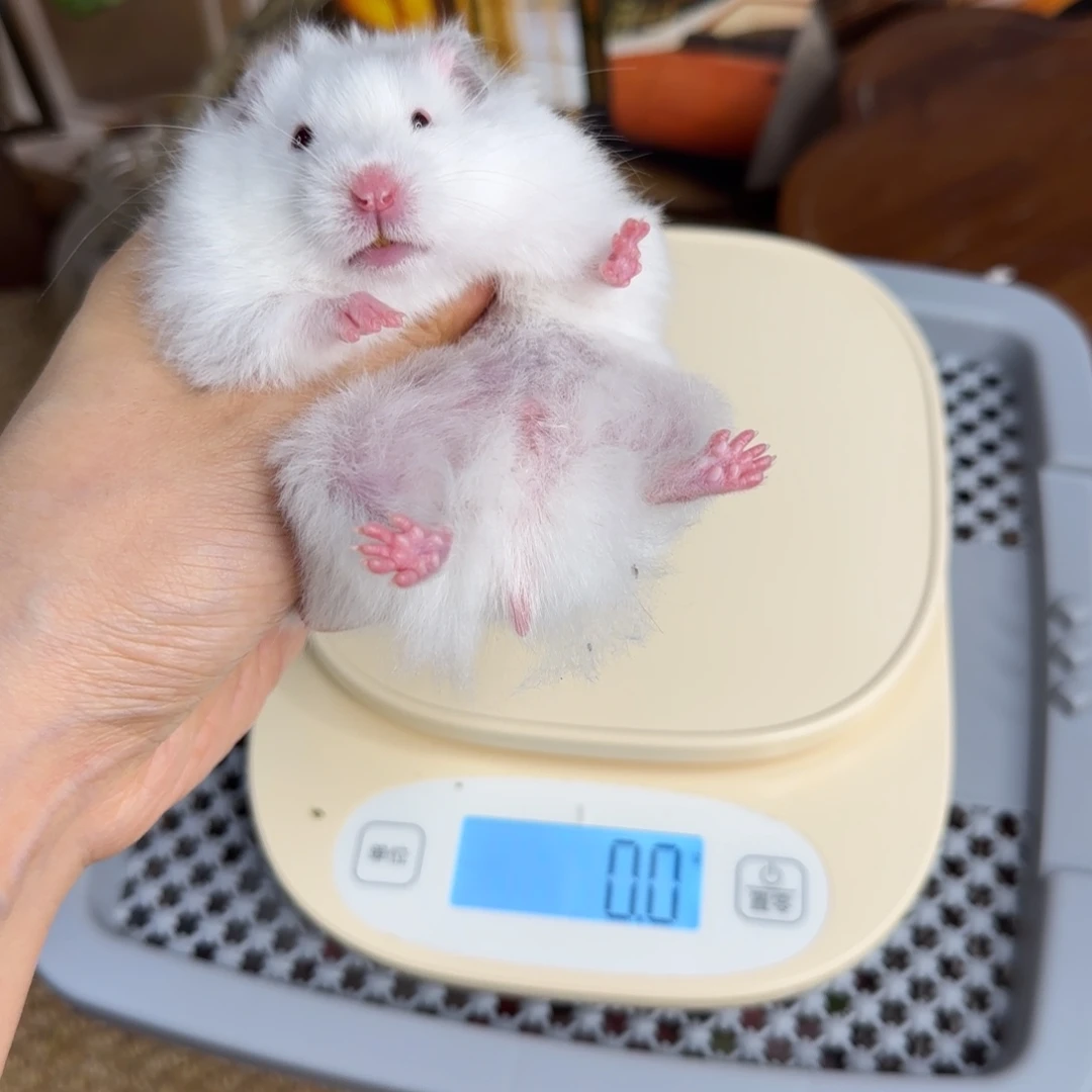 象牙白妹妹9.08生日