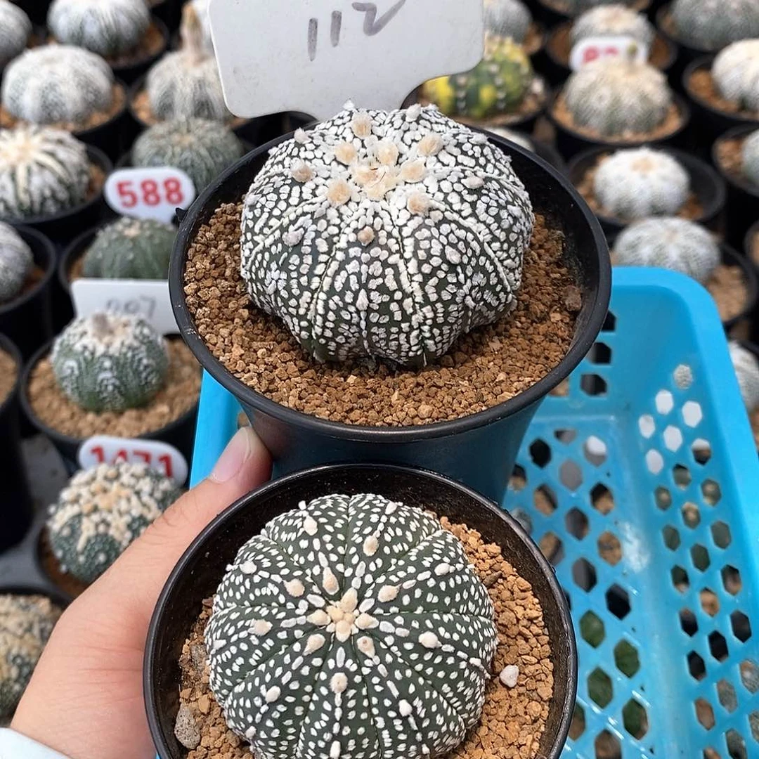 上*112九愣两颗系列