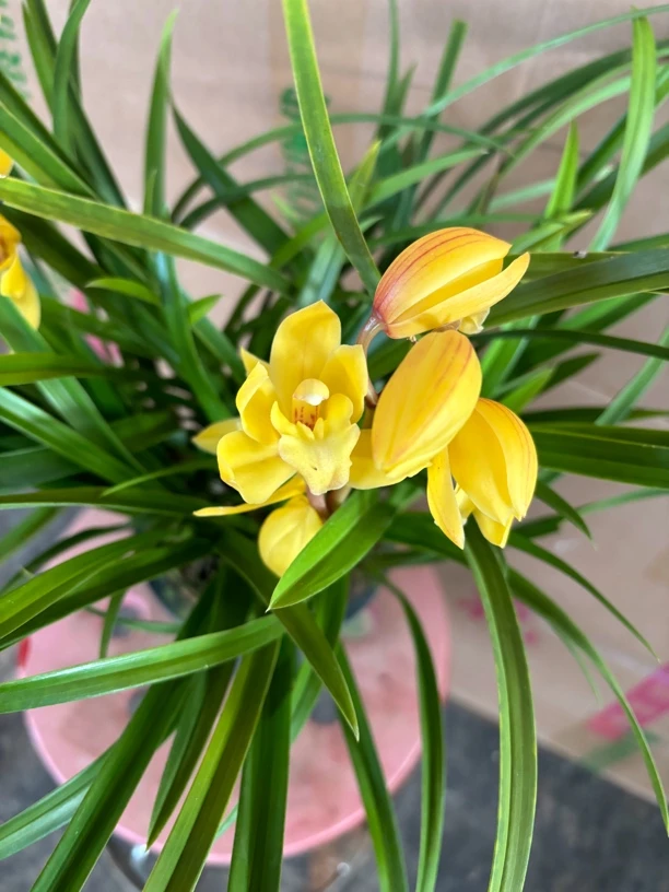 1315---大花蕙兰0度以下拍保温棉不拍冻坏不售后