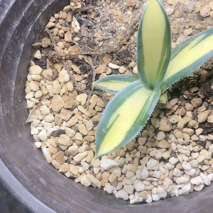 那智之光黄中斑测芽龙舌兰