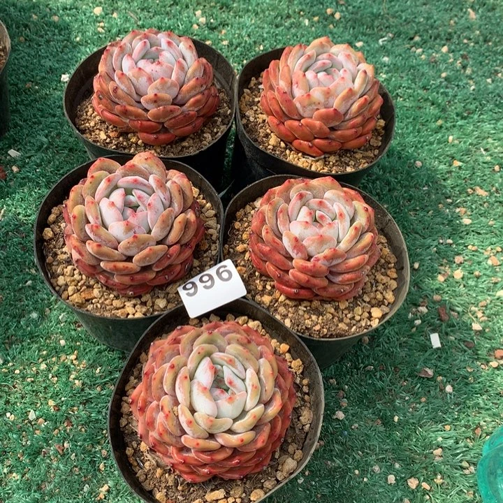 996橙梦露多肉植物组合