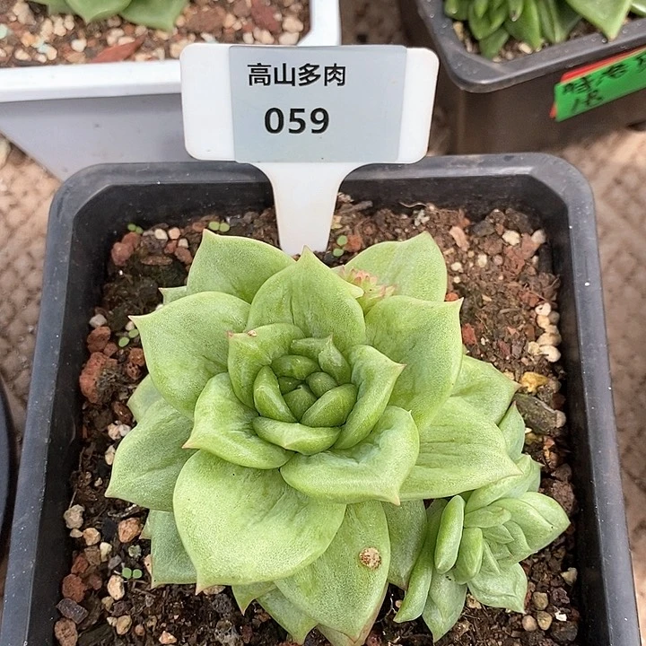 059-直播福利 蔷薇