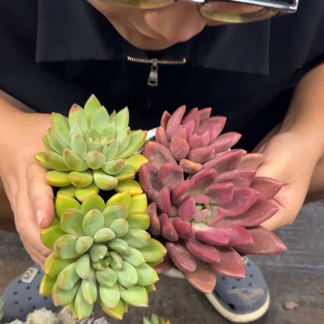 黄金象牙双头，桃花源双头各一，120杯