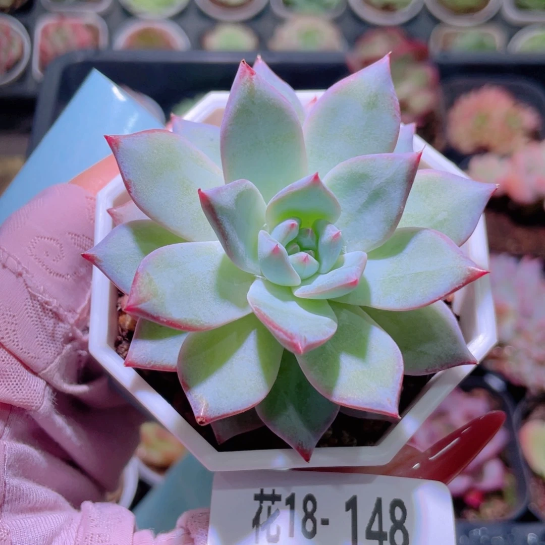 花利美18-148粉蓝鸟
