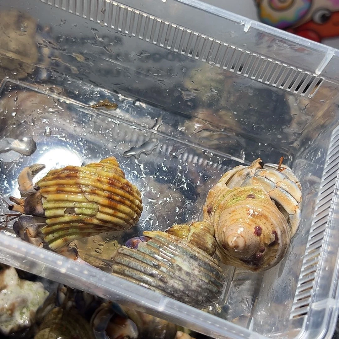 ****眼睛专拍加一只紫陆