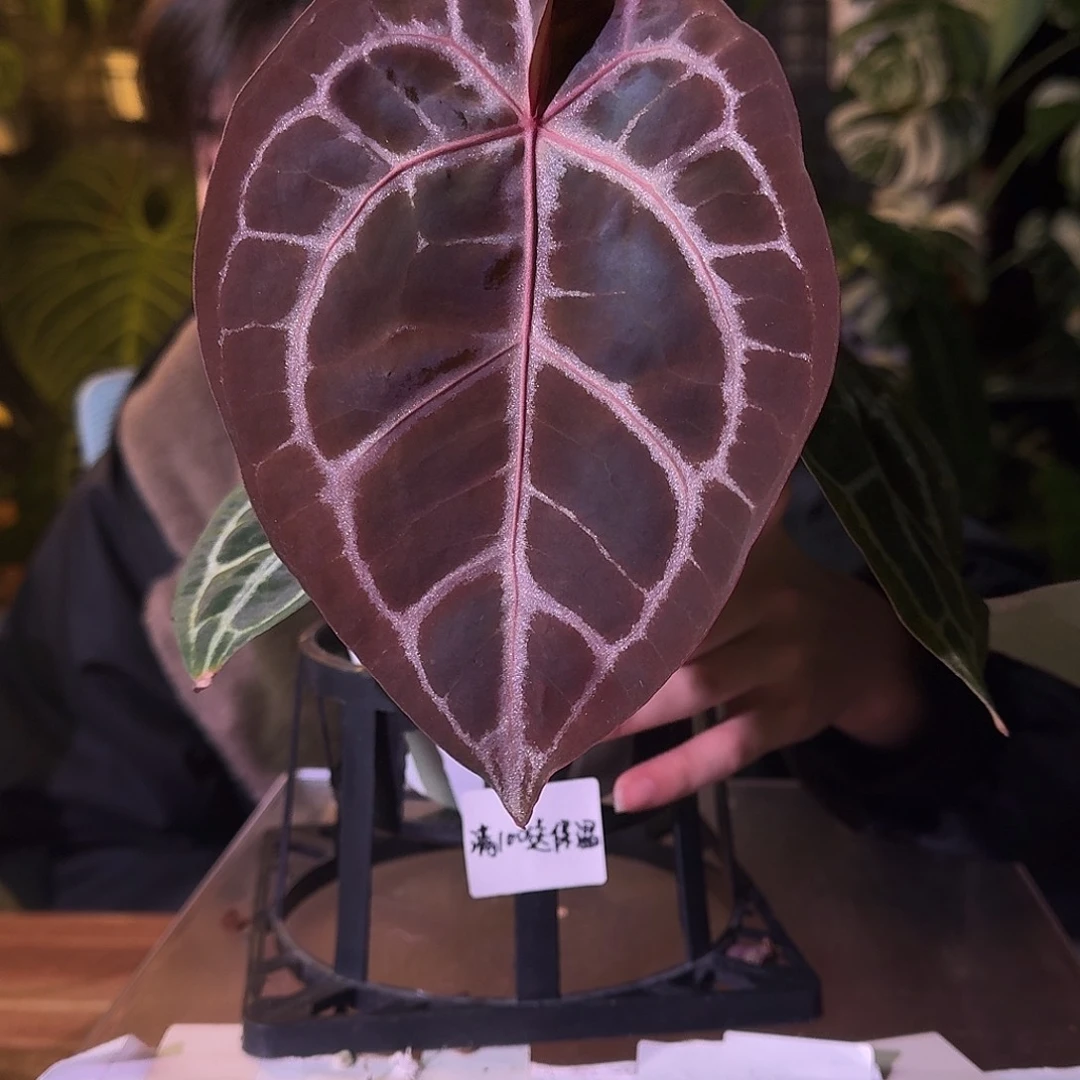 不开花植物G481skg银红杂米歇尔