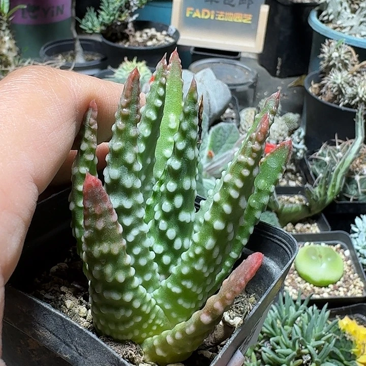 398钱型脱土发货自根