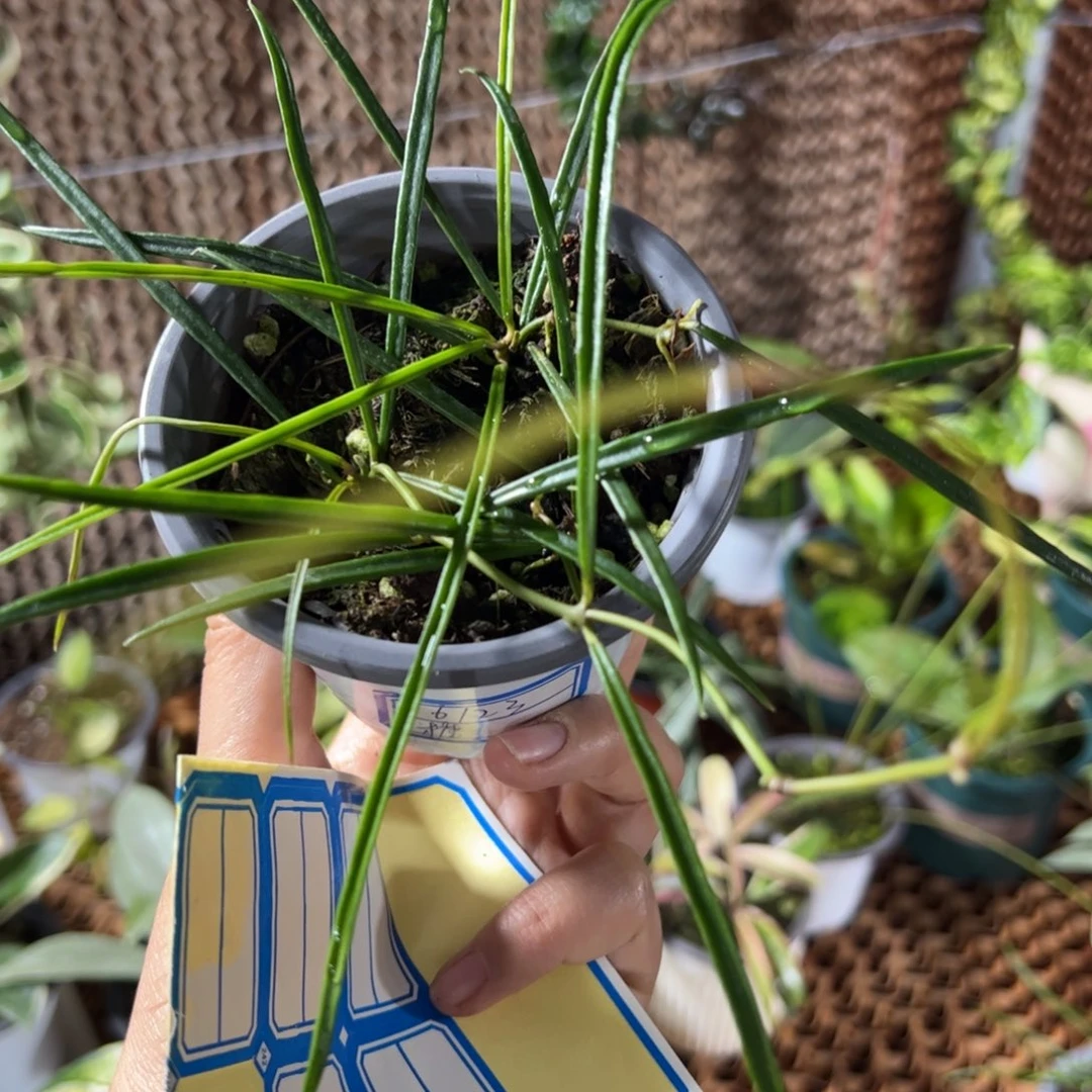 糖***猫无花朵刺叶球兰小苗