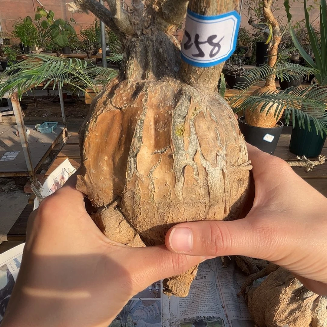 优选沙漠苦瓜，红皮