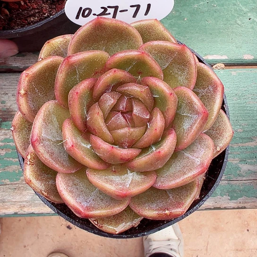 1027-71蓝水鬼。。。。。