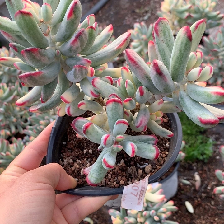 无花朵棒叶福娘锦1907