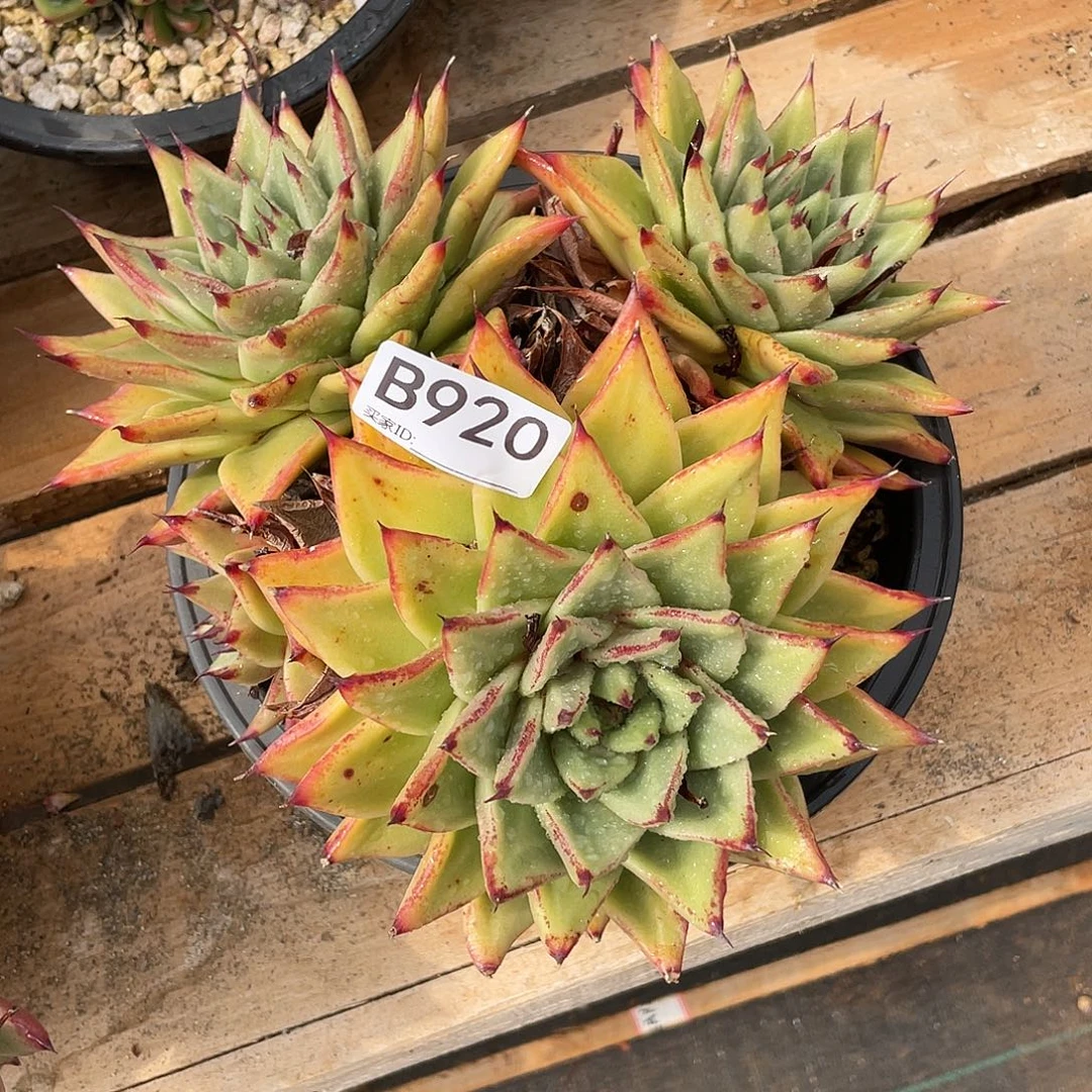 若如东云单拍B920