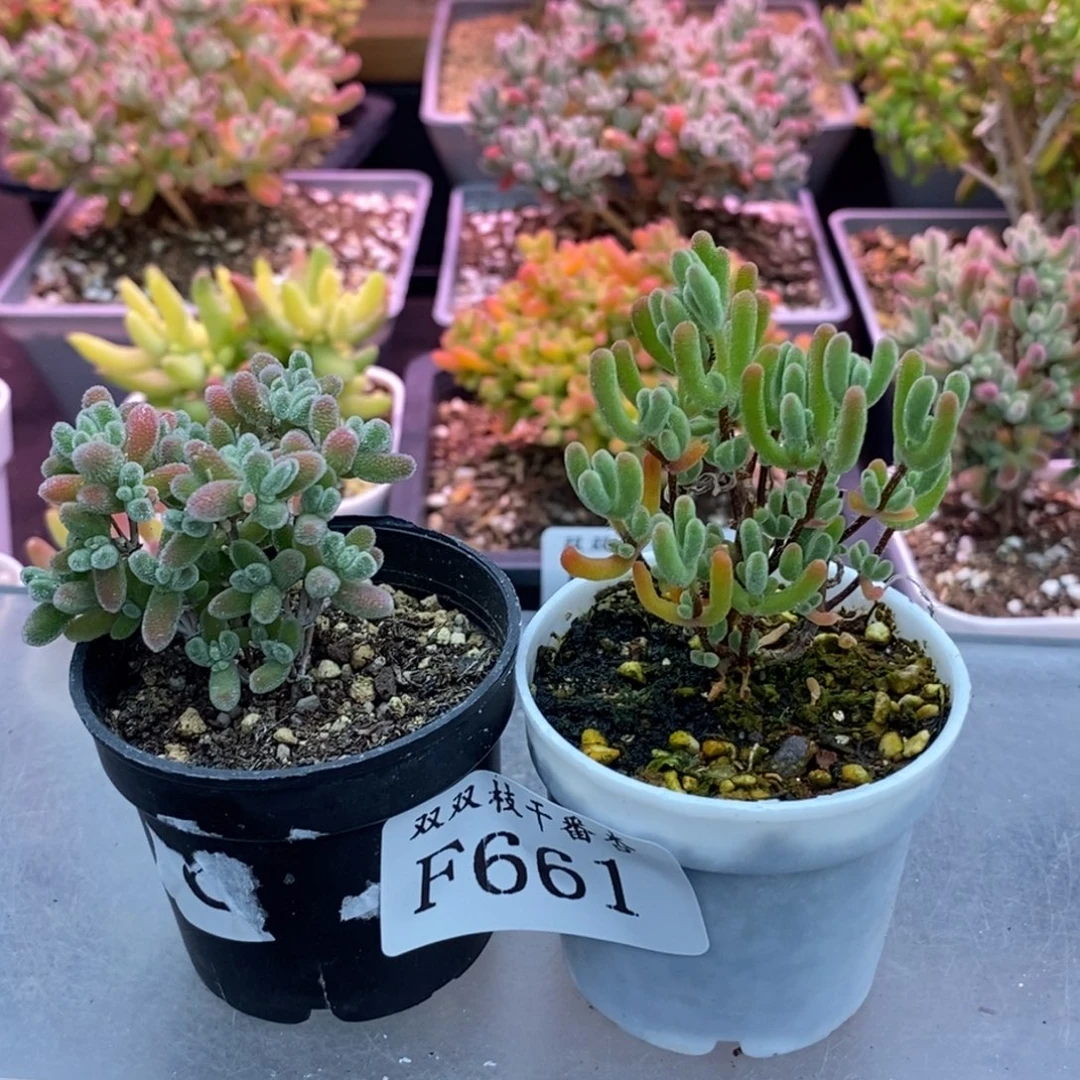 661冰晶小心心。