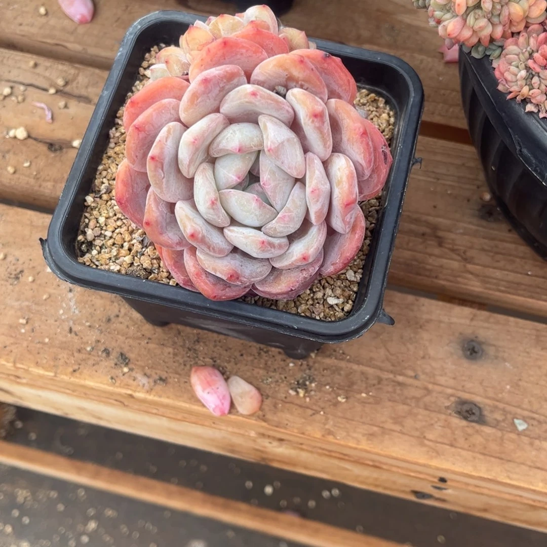 桔***柚桔柚的星颖一物一拍