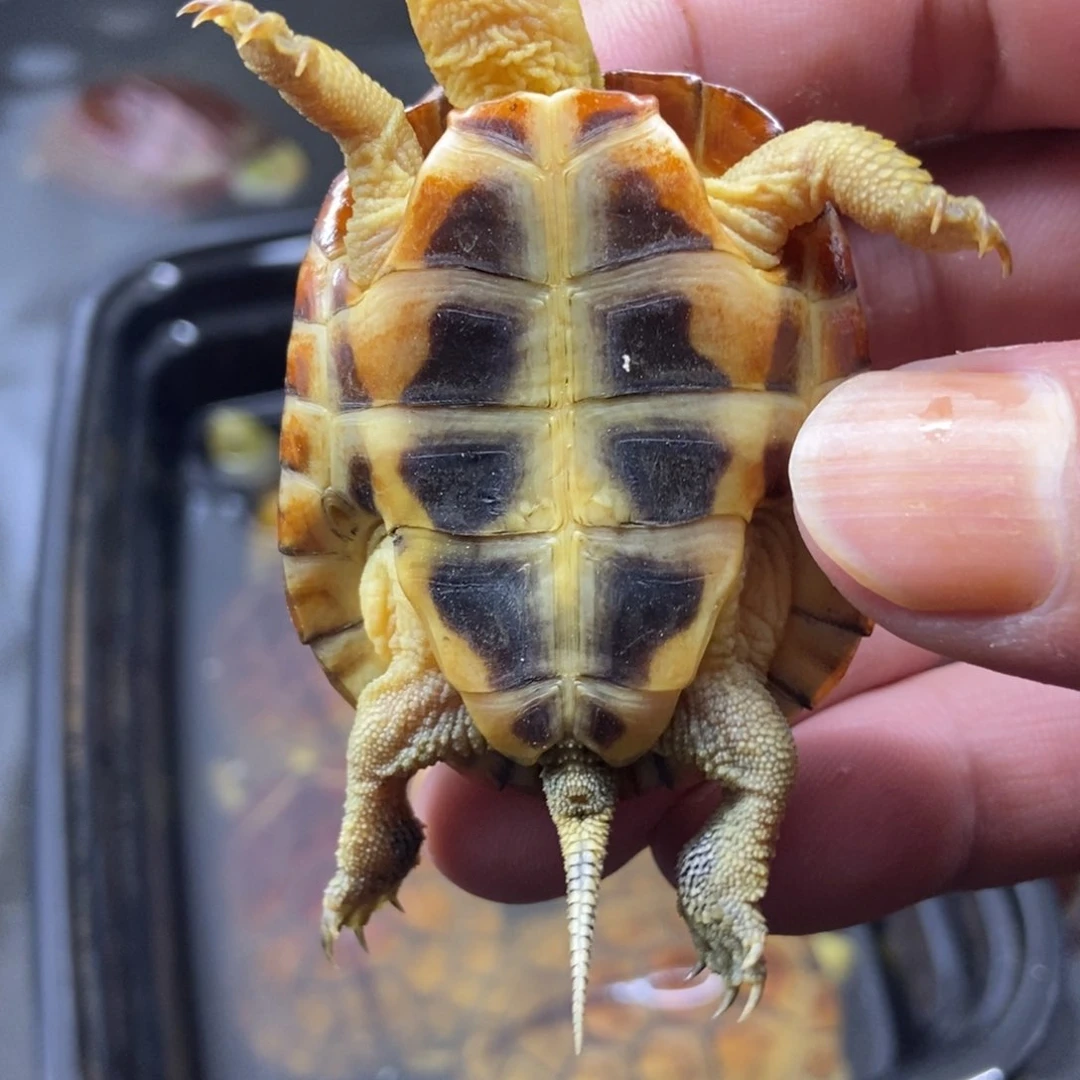 公母搭配绿毛龟皖****）