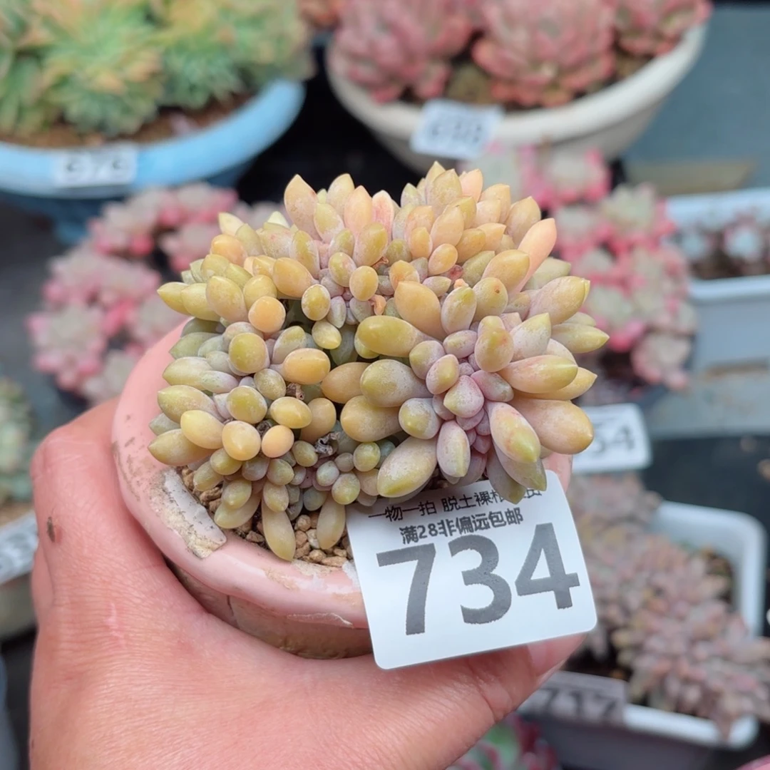 醉美人缀化无盆土发货