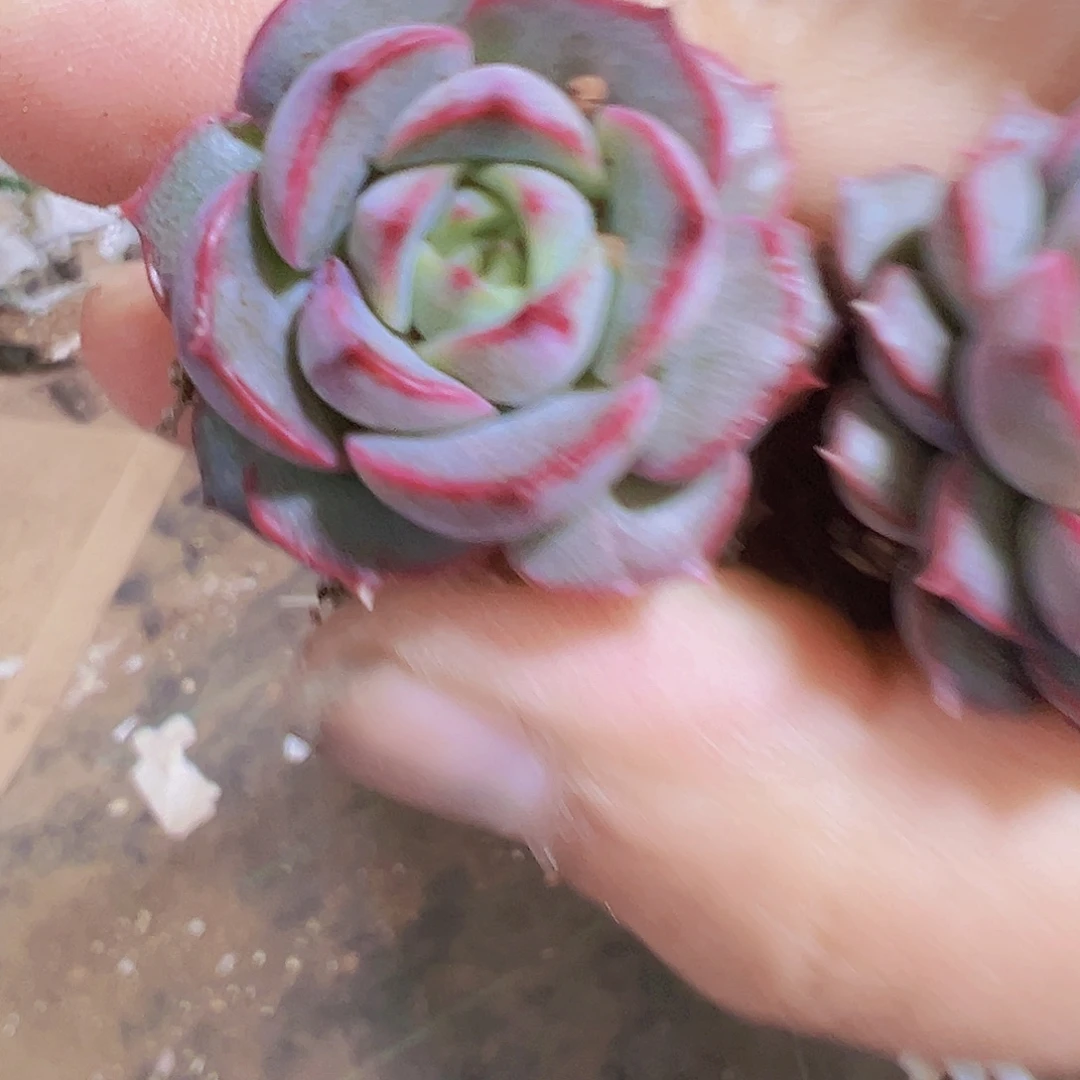 粉特5个19包邮多肉植物