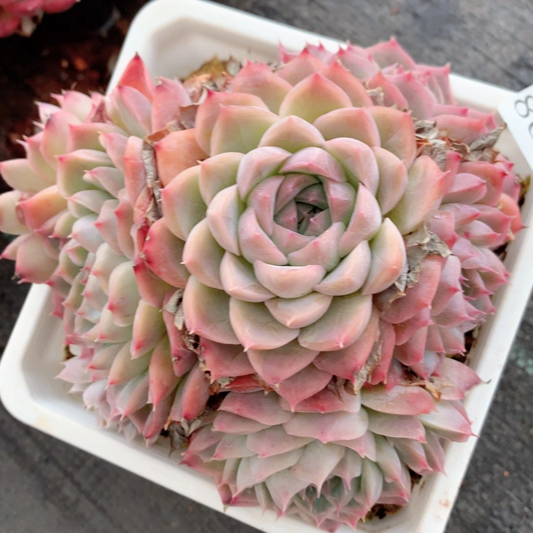 8699杂交多肉植物基地