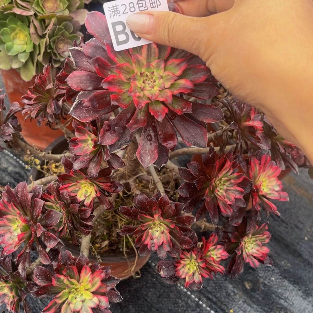 18多肉植物一物一拍