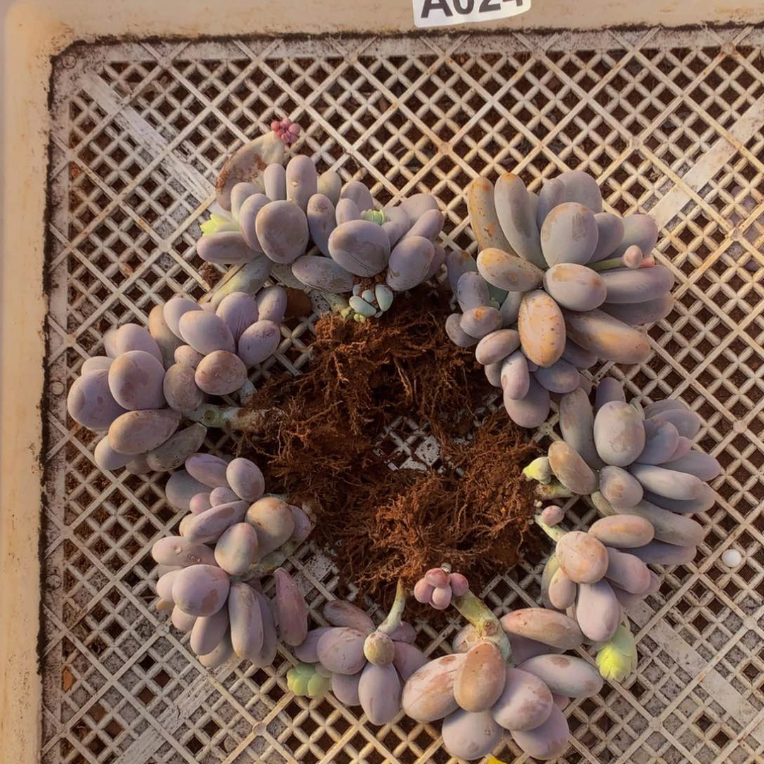 L**k星悦多肉   A024