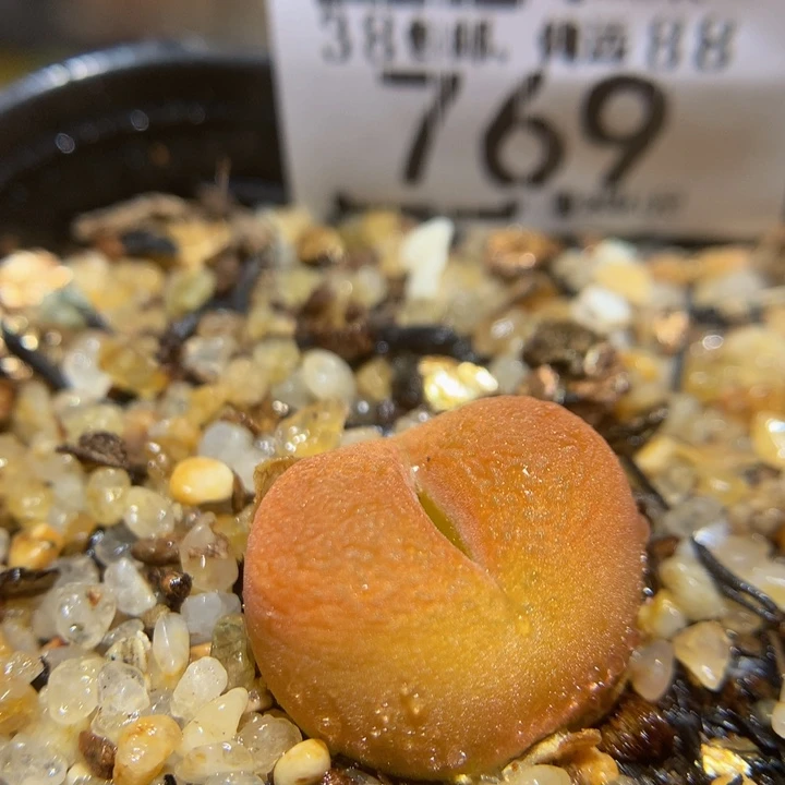 Dsss精品生石花769