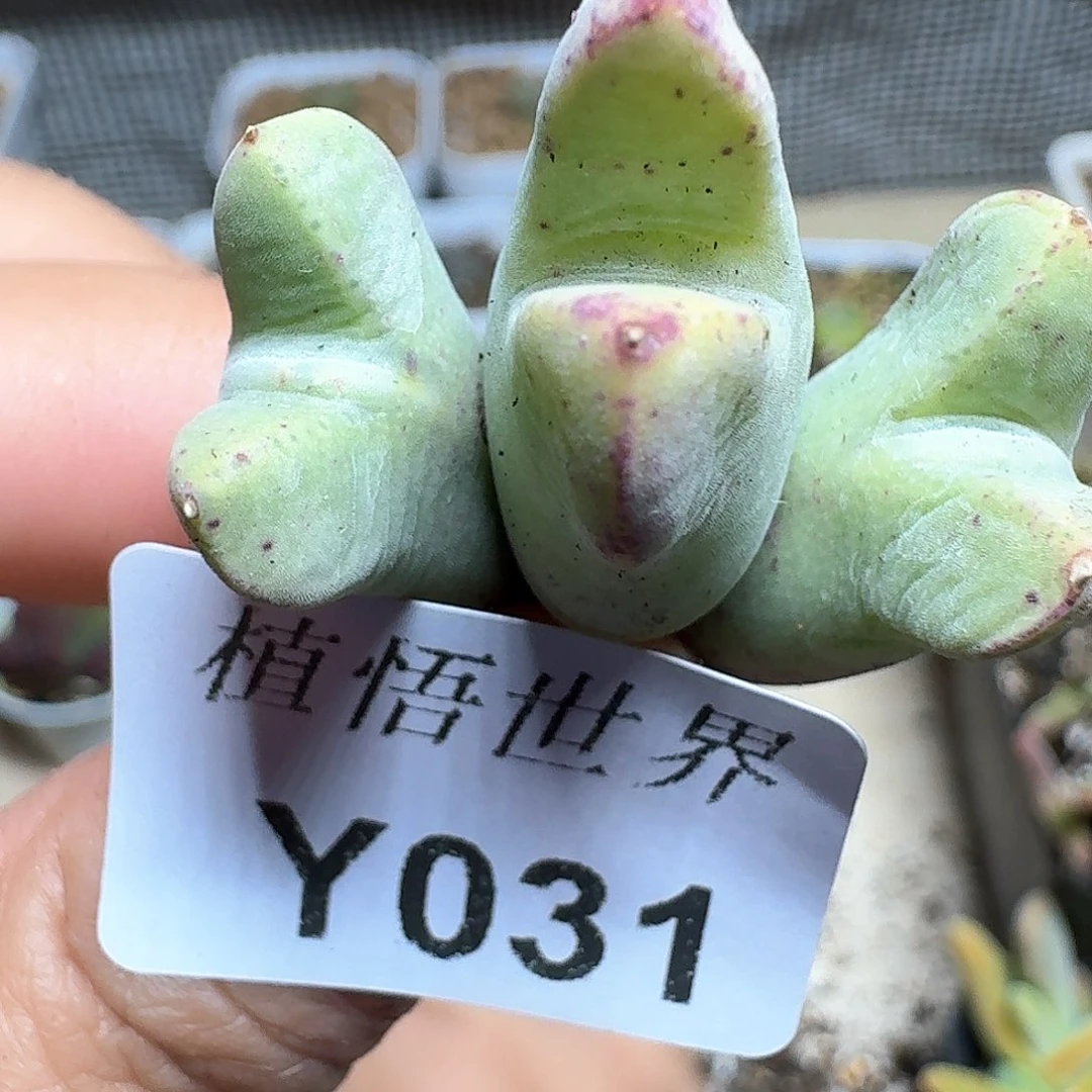 031个多肉植物哇x c