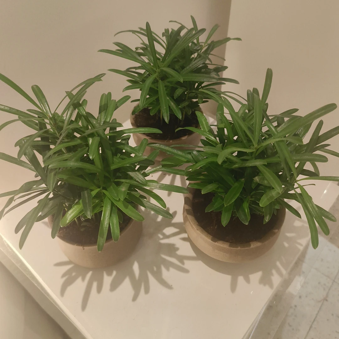 罗汉松桌面小盆景。小时达同城配送。