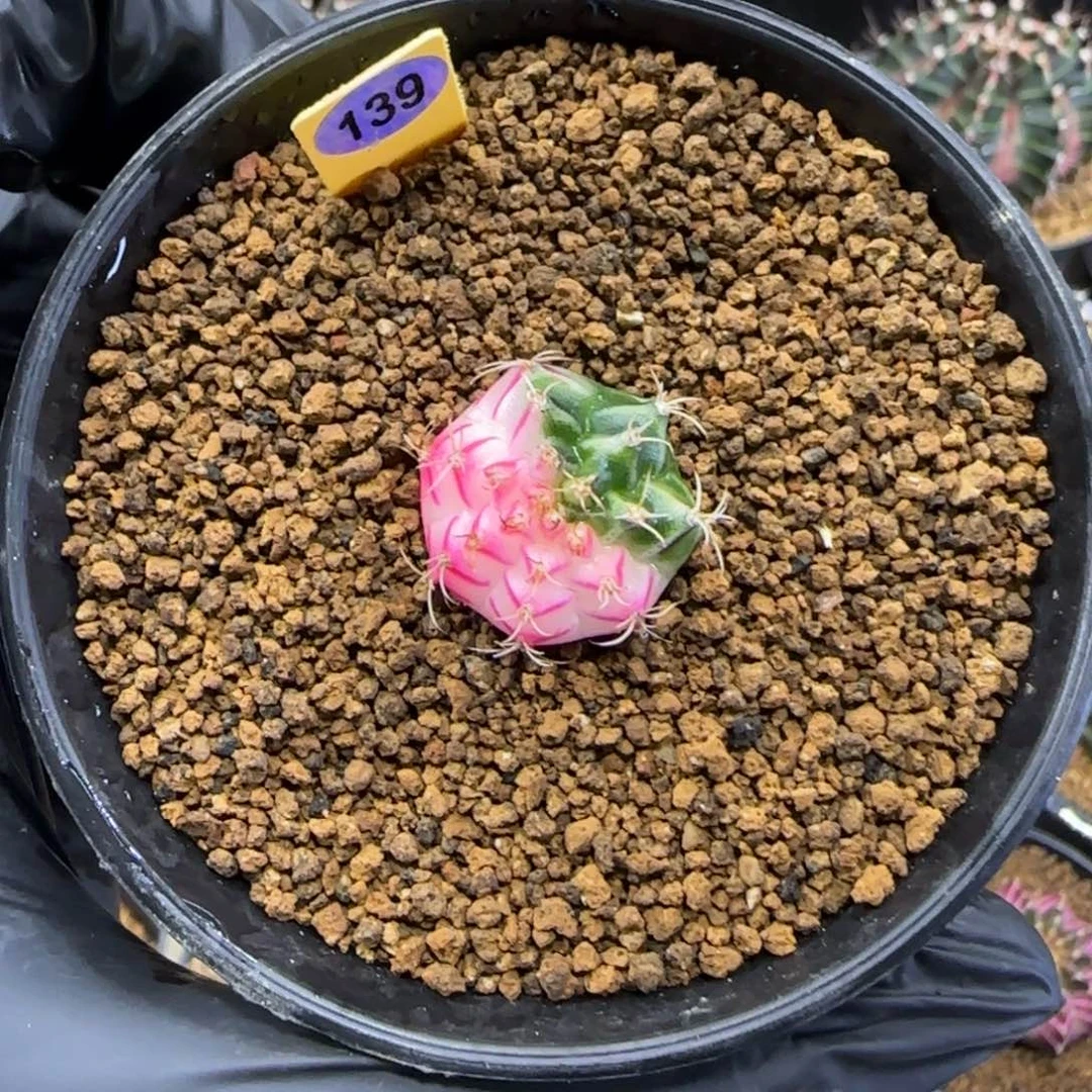 139号实生白锦米哈