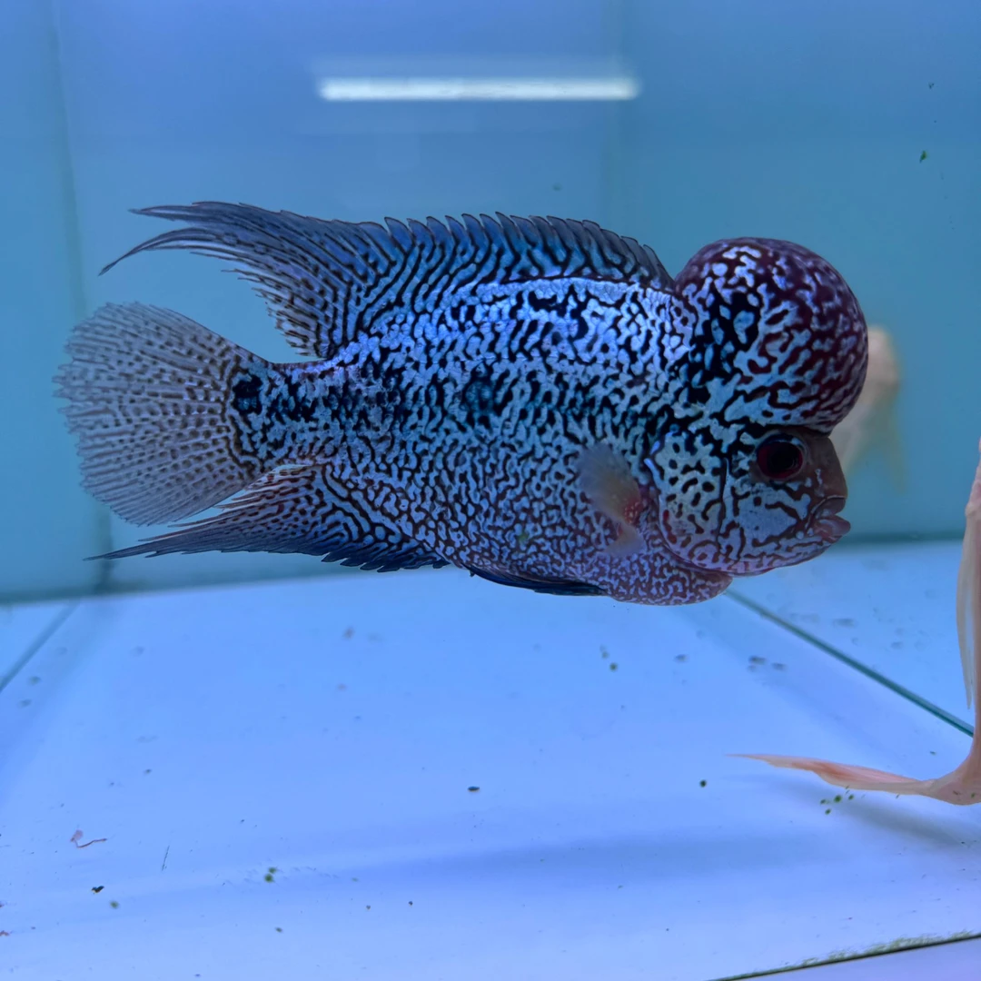 直播间罗汉鱼专拍9号