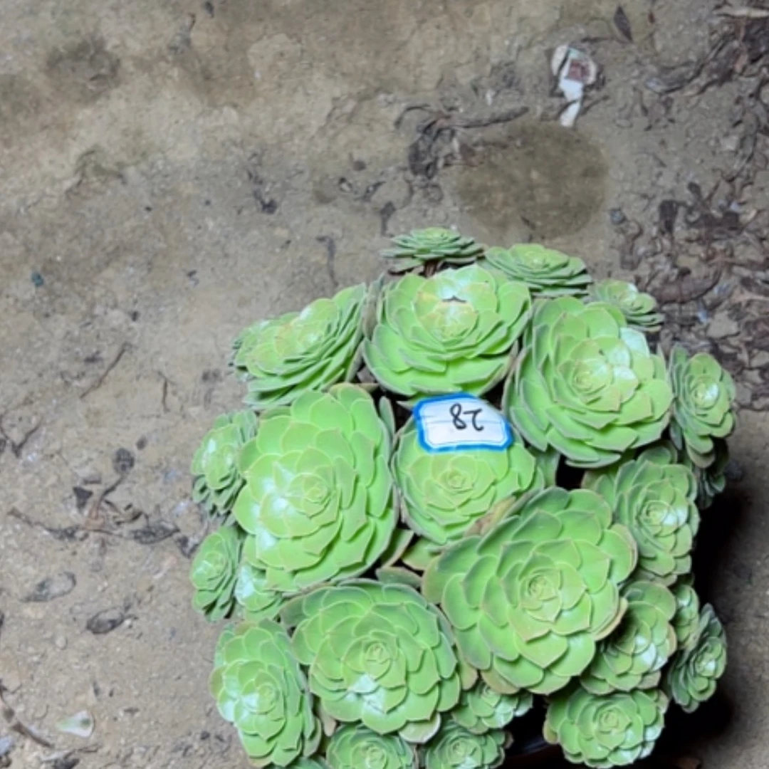 【闪购商品】圣罗兰28