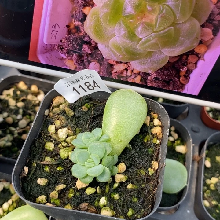 标签1184甜心273一个多肉
